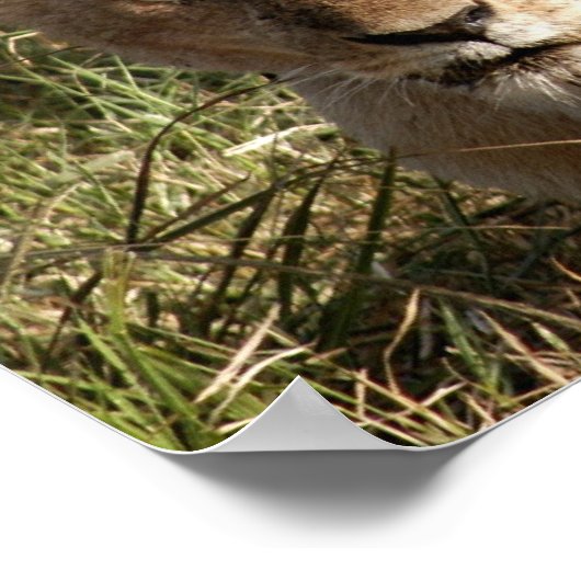 Poster Lion et Lion (Coin)