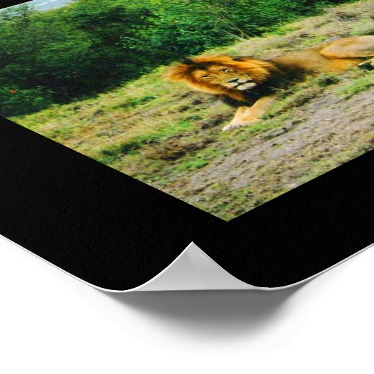 Poster Lion et Lion (Coin)