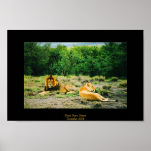 Poster Lion et Lion