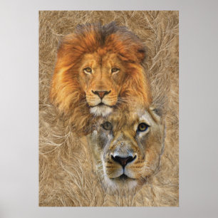 Poster Lion et Lion d'Afrique