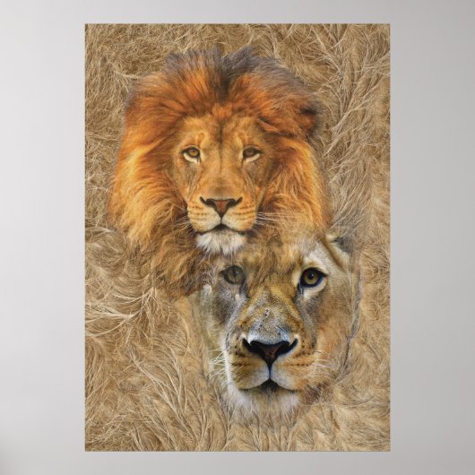 Poster Lion et Lion d'Afrique (Devant)