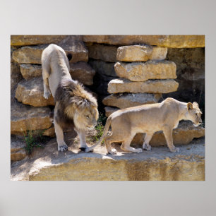 Poster Lion et lionne marchant sur les rochers
