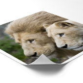 Poster Lion et lui Lioness (Coin)