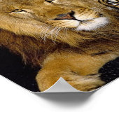 Poster Lion et tigre (Coin)