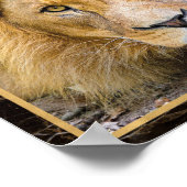 Poster Lion Face Closeup Bright Photo Imprimer l'affiche (Coin)