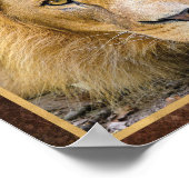 Poster Lion Face Photo (Coin)