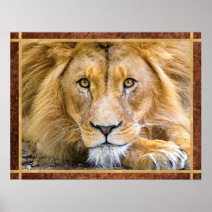 Poster Lion Face Photo