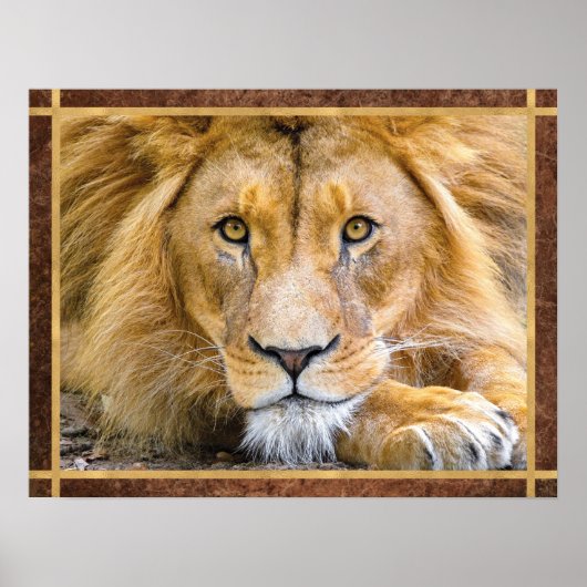 Poster Lion Face Photo (Devant)