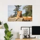 Poster Lion femelle (Bureau à domicile)