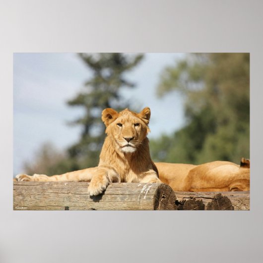 Poster Lion femelle (Devant)