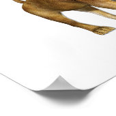 Poster Lion Girl (Coin)