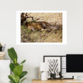 Poster Lion in Kenya Africa animal (Bureau à domicile)