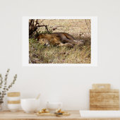 Poster Lion in Kenya Africa animal (Cuisine)