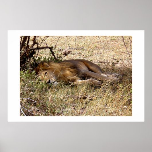 Poster Lion in Kenya Africa animal (Devant)