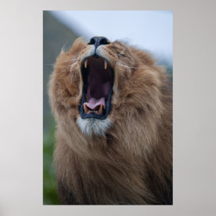 Poster Lion Jaune Une Rencontre Proche