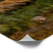 Poster Lion & Lamb in the Roses (Coin)