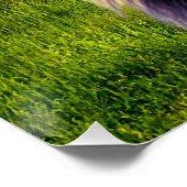 Poster Lion le roi de la forêt (Coin)