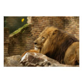 Poster Lion, Lion (Devant)