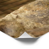 Poster Lion, Lion (Coin)