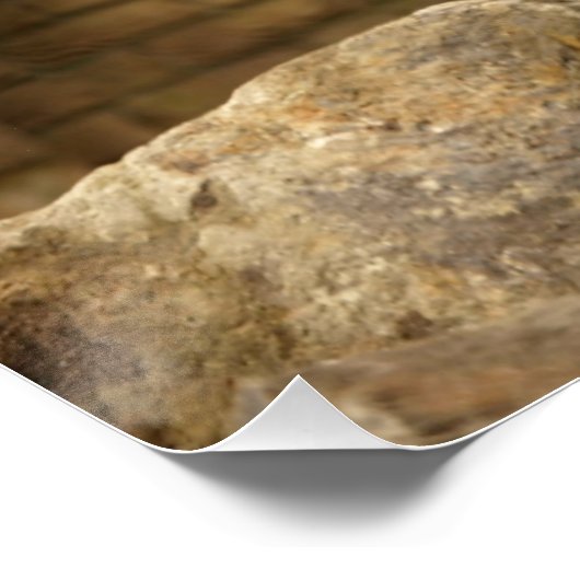 Poster Lion, Lion (Coin)