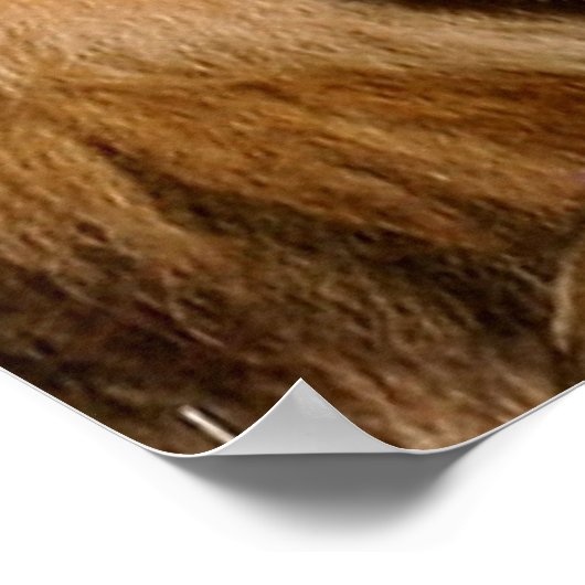 Poster Lion Love (Coin)