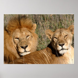 Poster Lion Love