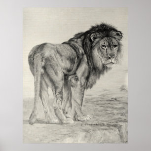 Poster Lion Majestic vintage