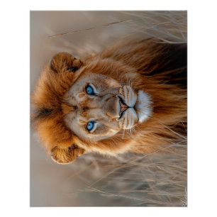Poster Lion majestueux mâle aux yeux bleus brillants
