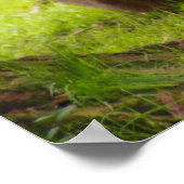 Poster Lion mâle (Coin)