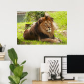 Poster Lion mâle (Bureau à domicile)