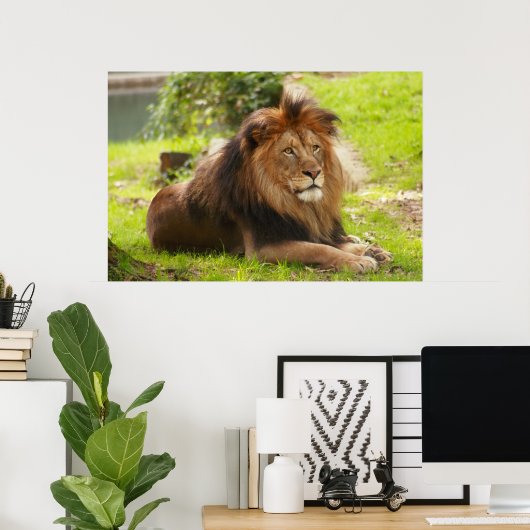 Poster Lion mâle (Bureau à domicile)