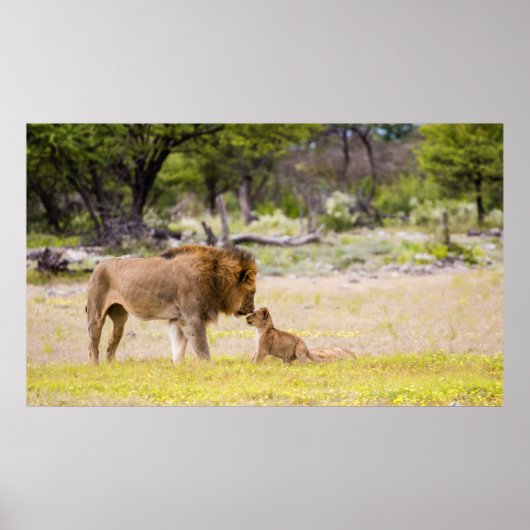 Poster Lion mâle alpha inspecte un petit (Devant)