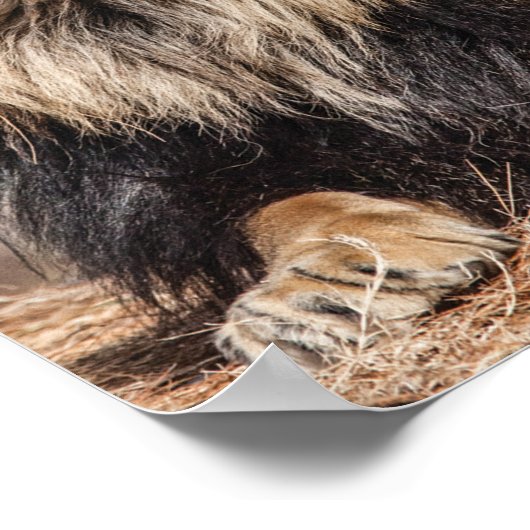 Poster Lion mâle bronzage (Coin)