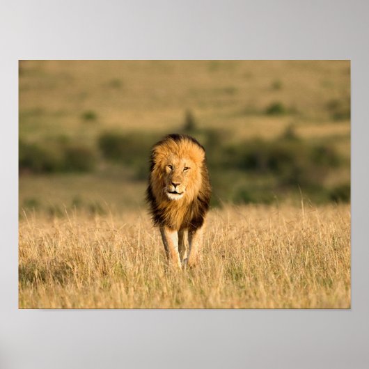Poster Lion mâle marchant (Devant)