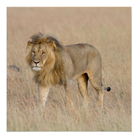 Poster Lion marche (Devant)