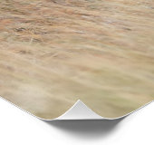 Poster Lion marche (Coin)