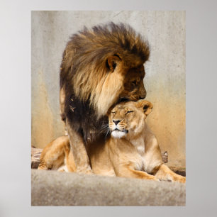 Poster Lion masculin et femelle dans l'amour