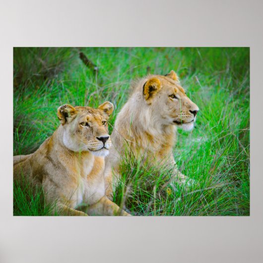 Poster Lion Mère et Fils pendent dans l'herbe au Botswana (Devant)