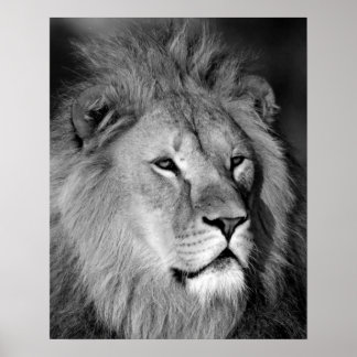 Poster Lion noir blanc - Art de la photographie animale