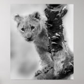 Poster Lion noir et blanc (Devant)