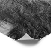 Poster Lion noir et blanc (Coin)