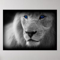 Lion Noir Et Blanc Aux Yeux Bleus