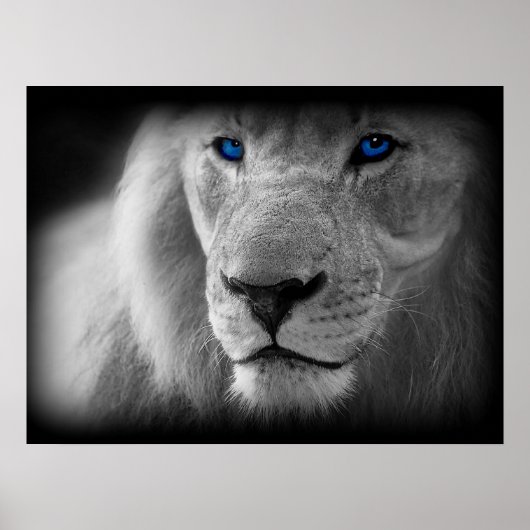 Poster Lion Noir Et Blanc Aux Yeux Bleus (Devant)