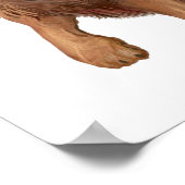 Poster Lion Petit (Coin)