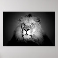 Lion - Photographie d'animaux sauvages