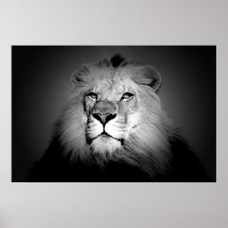 Poster Lion - Photographie d'animaux sauvages