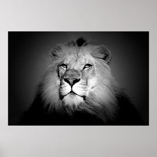 Poster Lion - Photographie d'animaux sauvages (Devant)