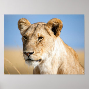 Poster Lion portrait photo
