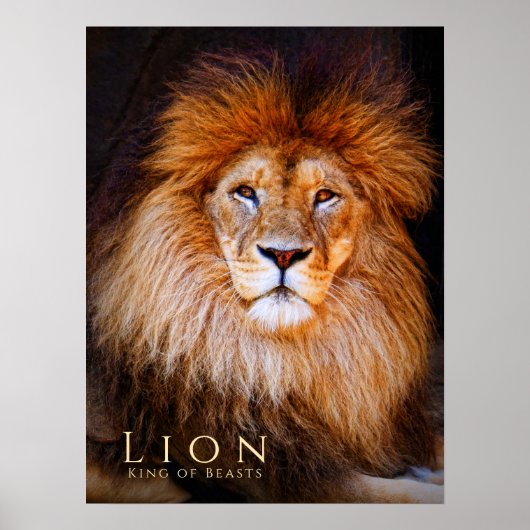 Poster Lion [Poster] (Devant)