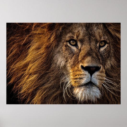 Poster Lion Predator Lion (Devant)